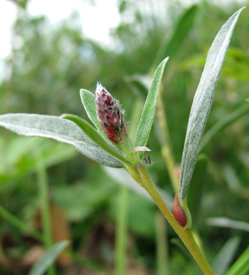 Image of Salix rosmarinifolia specimen.