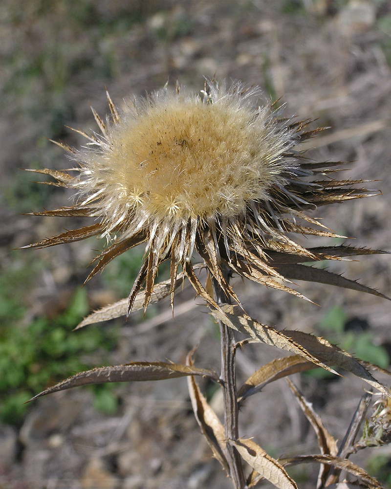 Image of Carlina biebersteinii specimen.