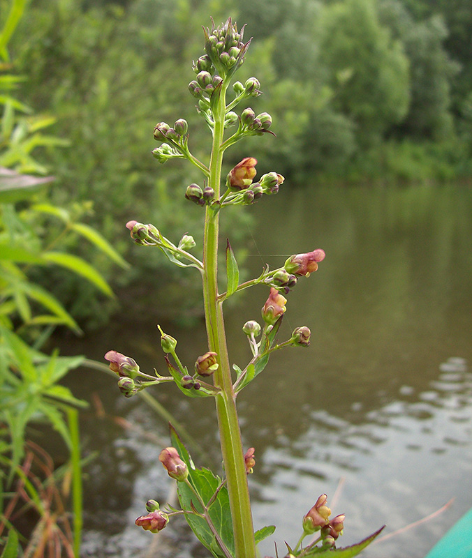 Изображение особи Scrophularia umbrosa.