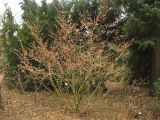 Hamamelis vernalis