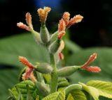 Juglans mandshurica. Женское соцветие. Московская обл., Раменский р-н, окр. дер. Хрипань, садовый участок. 26.05.2012.