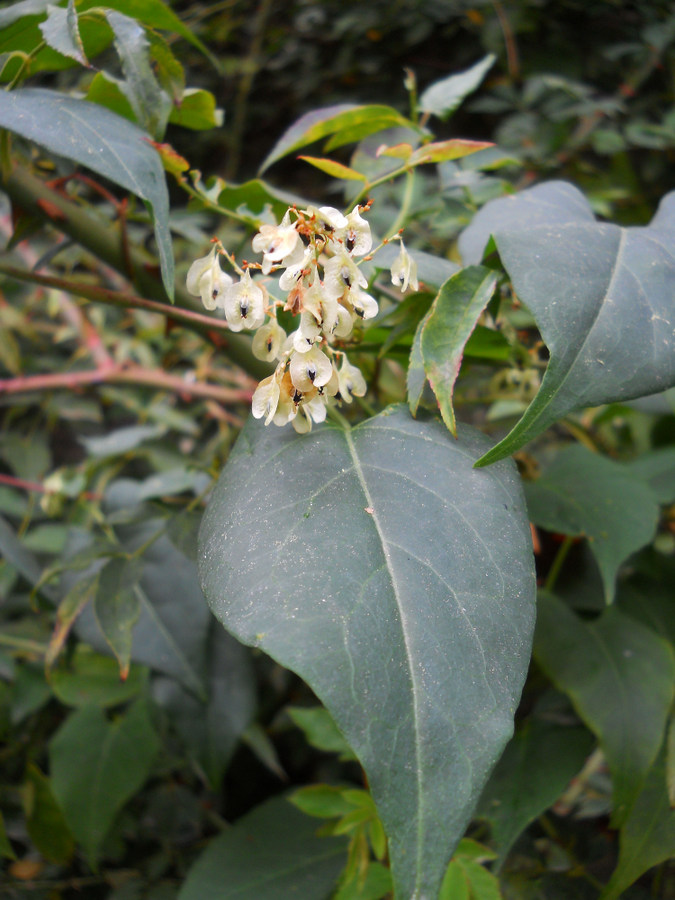 Image of Fallopia baldschuanica specimen.