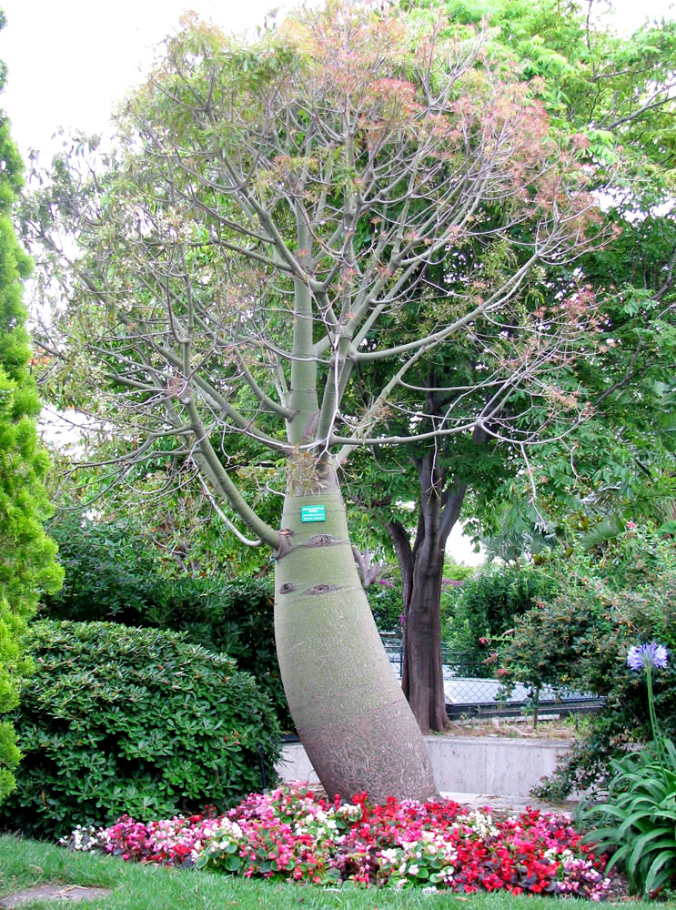 Изображение особи Brachychiton rupestris.