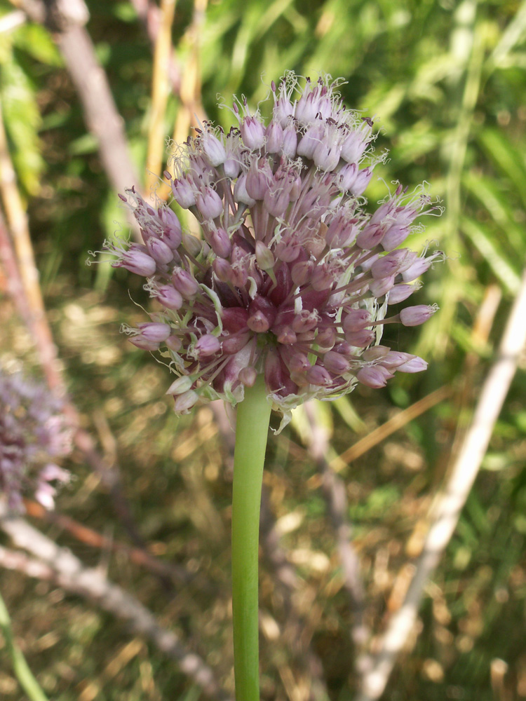 Изображение особи Allium sativum.