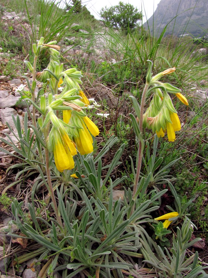 Изображение особи Onosma taurica.