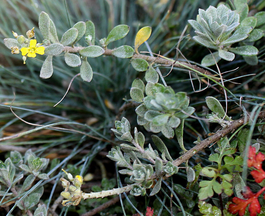 Image of Alyssum wulfenianum specimen.