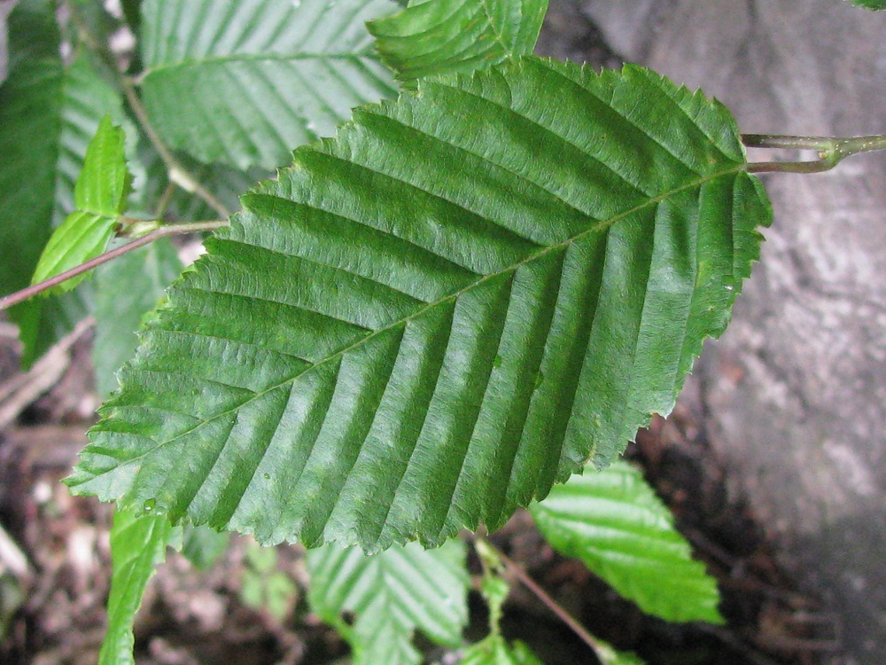 Изображение особи Carpinus betulus.