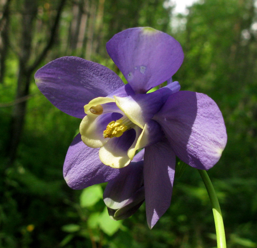 Изображение особи Aquilegia sibirica.