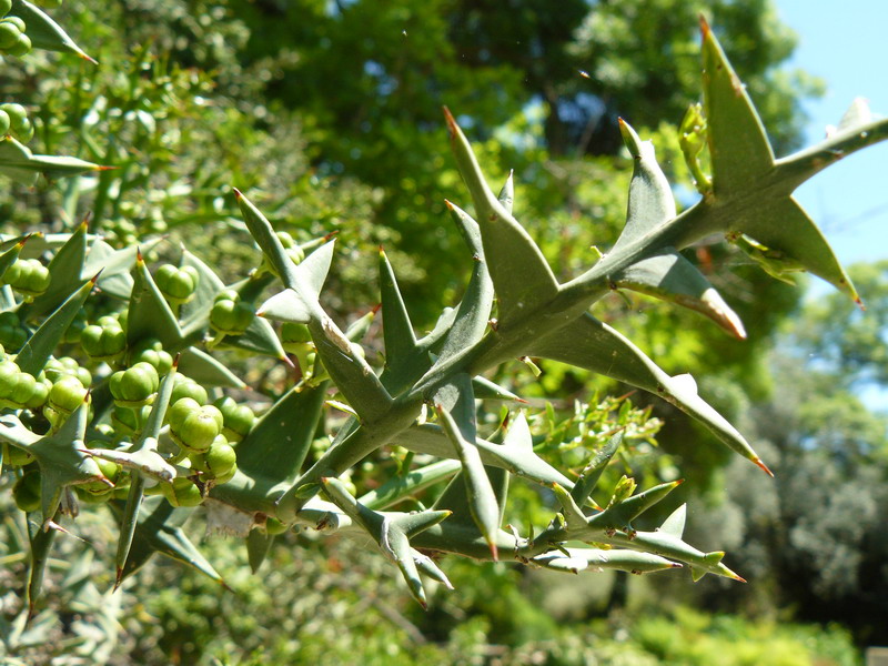 Изображение особи Colletia paradoxa.