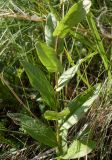 Inula aspera