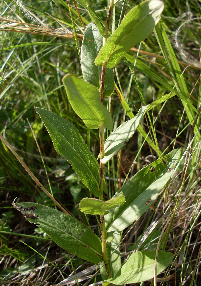 Изображение особи Inula aspera.