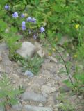 Adenophora curvidens