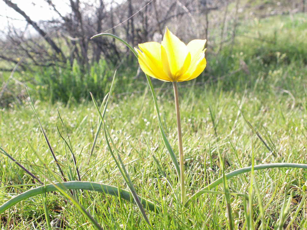 Изображение особи Tulipa ostrowskiana.