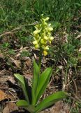 Orchis pallens. Цветущее растение. Крым, гора Северная Демерджи, западный склон, поляна на склоне яйлы. 28 апреля 2013 г.