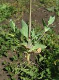 Cerastium perfoliatum