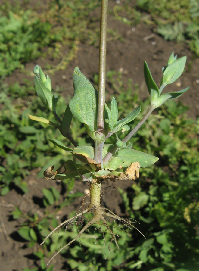 Image of Cerastium perfoliatum specimen.