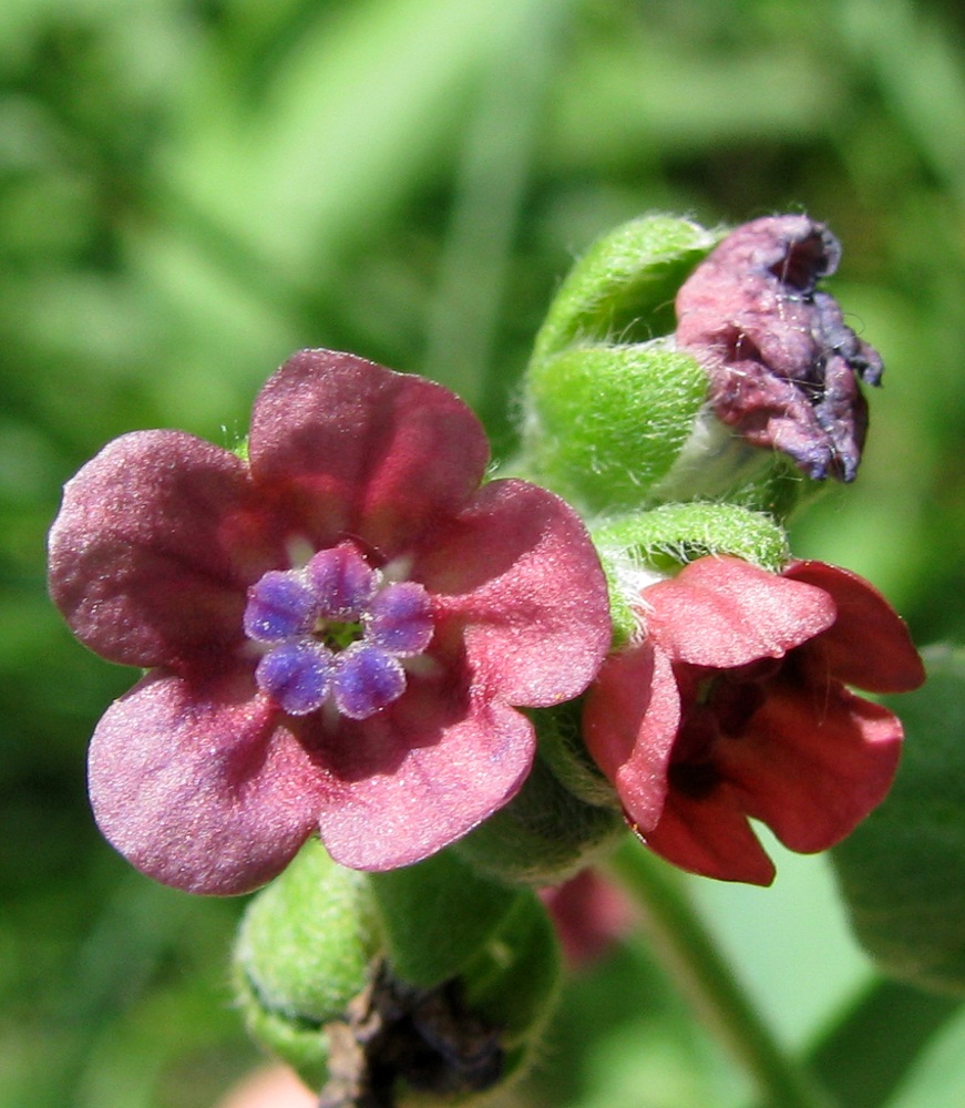 Изображение особи Cynoglossum officinale.