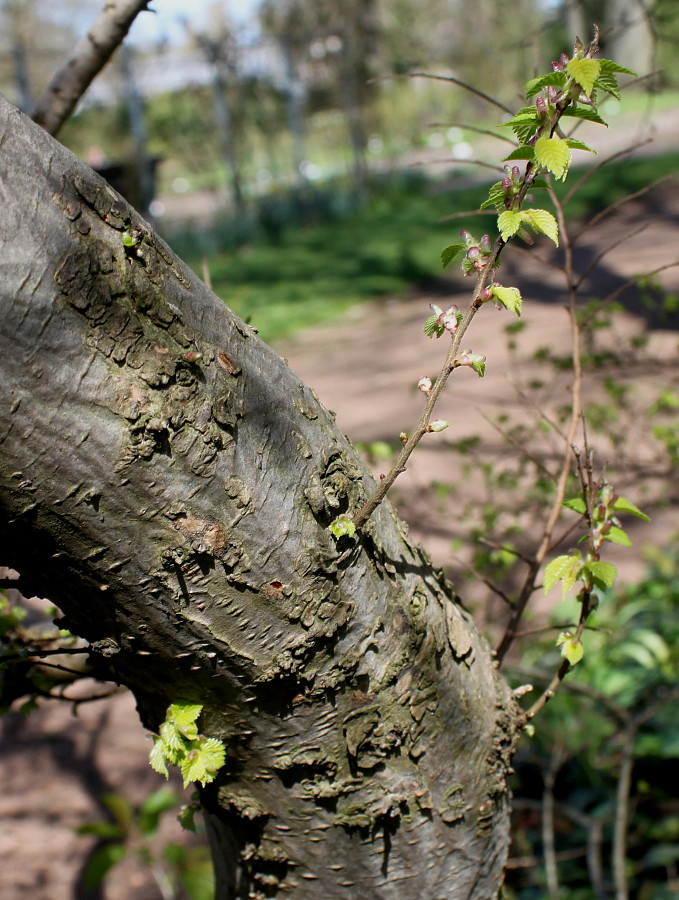 Изображение особи Ulmus &times; hollandica.