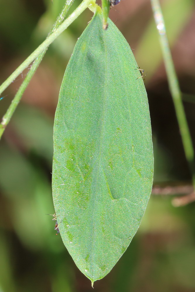 Image of Lathyrus tuberosus specimen.