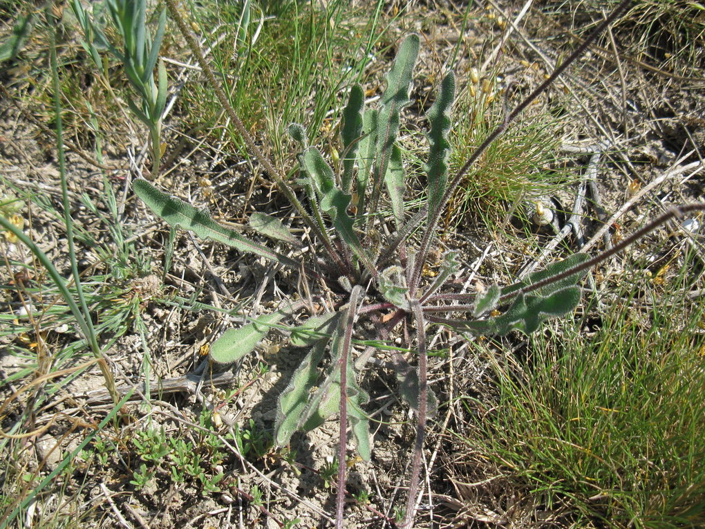 Изображение особи Leontodon biscutellifolius.