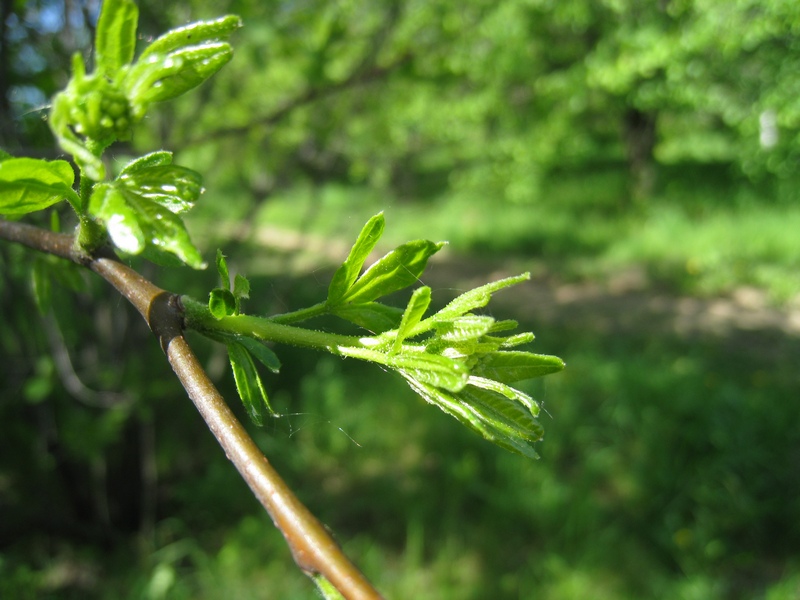 Изображение особи Ptelea trifoliata.