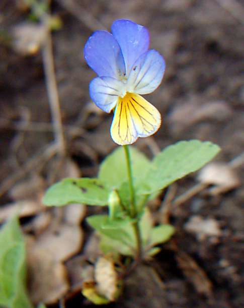 Изображение особи Viola tricolor.