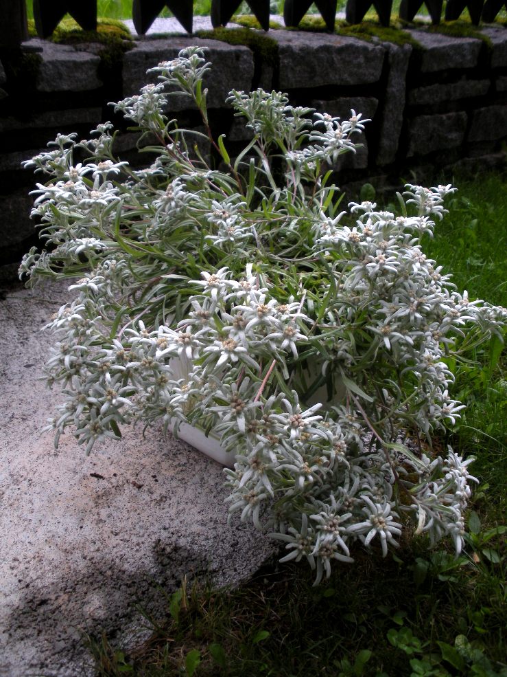 Image of Leontopodium nivale ssp. alpinum specimen.