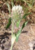 Trifolium diffusum