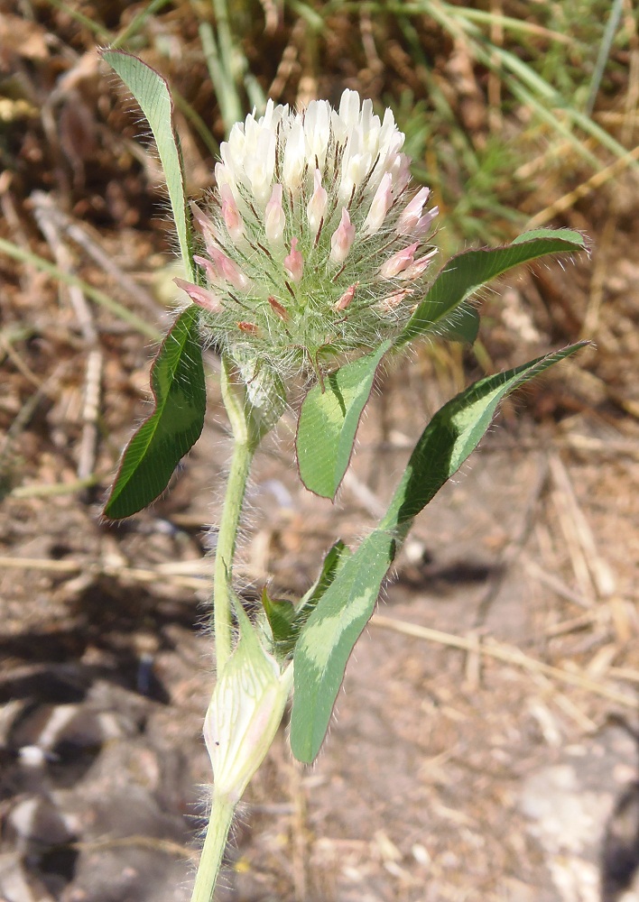 Image of Trifolium diffusum specimen.