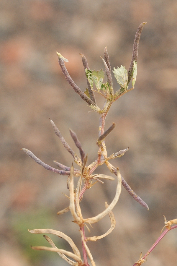 Image of Trigonella arcuata specimen.