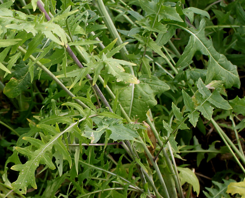 Image of Sisymbrium austriacum specimen.