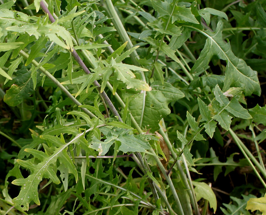 Изображение особи Sisymbrium austriacum.