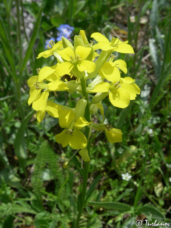 Image of Erysimum cuspidatum specimen.