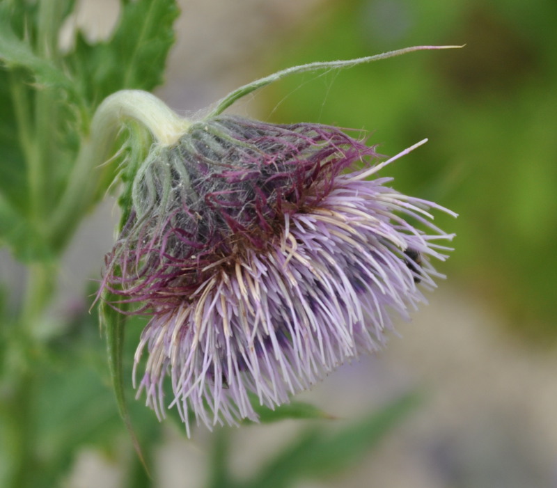 Изображение особи Cirsium kamtschaticum.