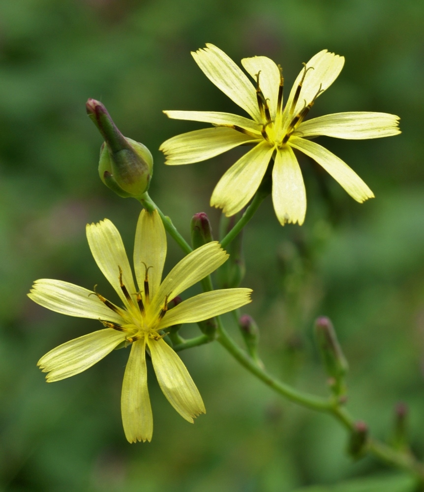 Image of Lactuca raddeana specimen.