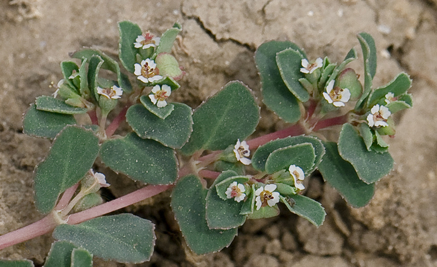 Изображение особи Euphorbia chamaesyce.