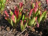 Oenothera biennis