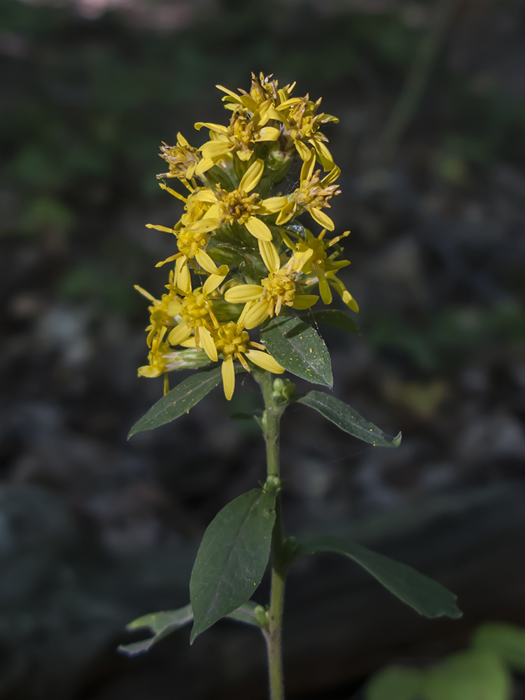 Изображение особи Solidago virgaurea.