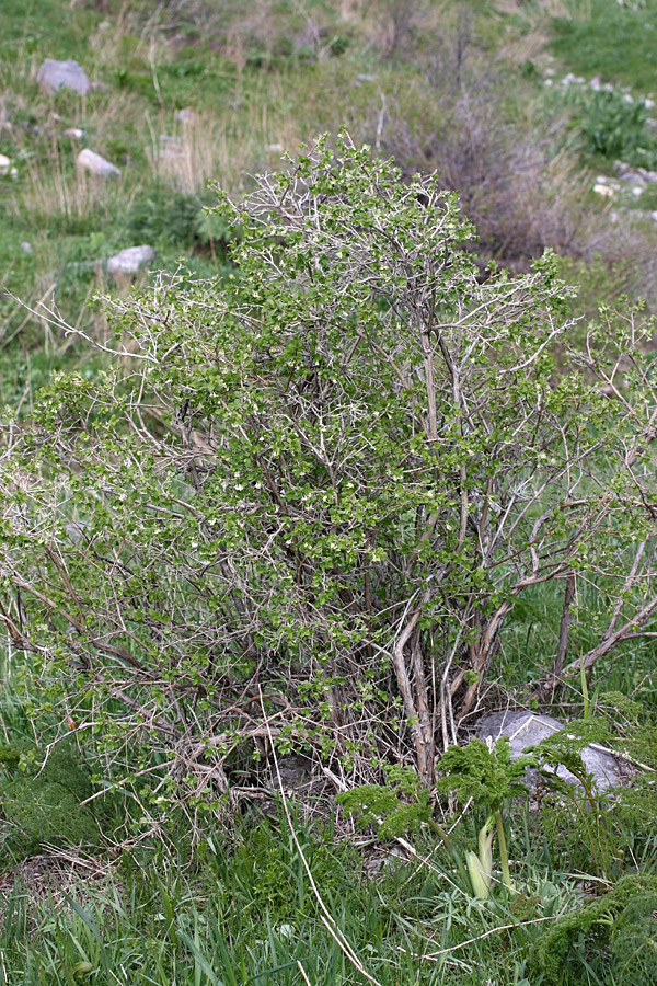 Изображение особи Lonicera tianschanica.