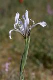 Iris songarica