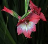 Gladiolus × colvillei