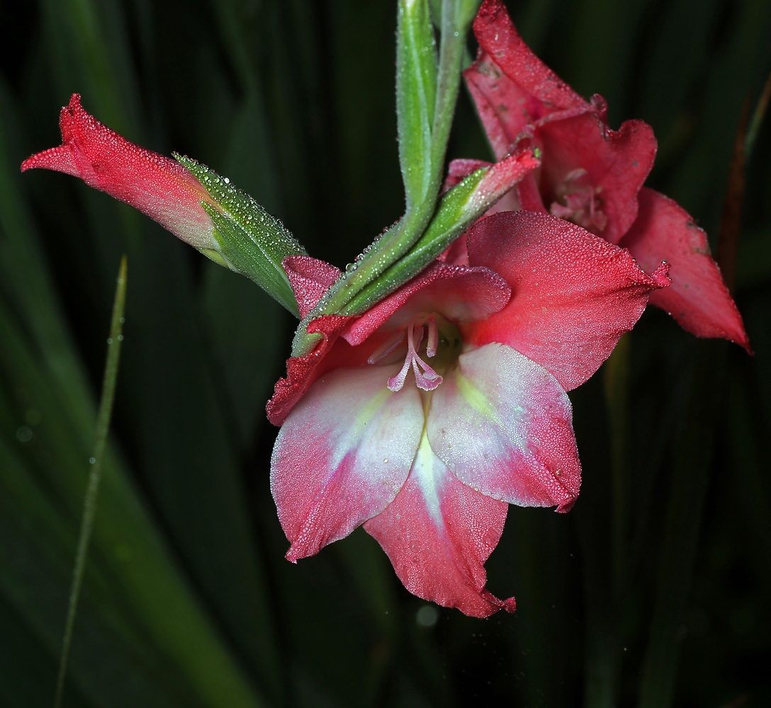 Image of Gladiolus × colvillei specimen.