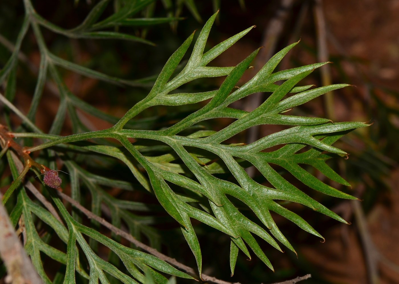 Image of Grevillea banksii specimen.