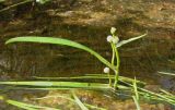 Sparganium hyperboreum