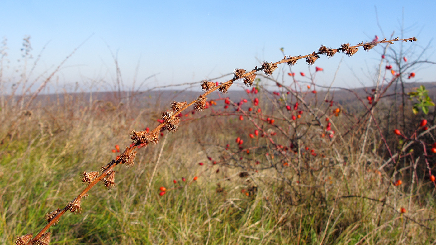 Изображение особи Agrimonia eupatoria.