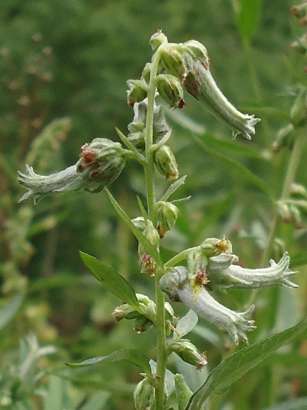 Image of Artemisia opulenta specimen.