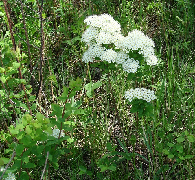 Изображение особи Spiraea media.