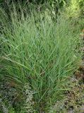 Panicum virgatum. Плодоносящее растение. Германия, г. Дюссельдорф, Ботанический сад университета. 14.08.2013.