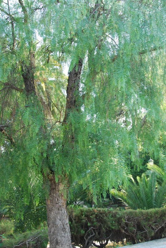 Image of Schinus molle specimen.