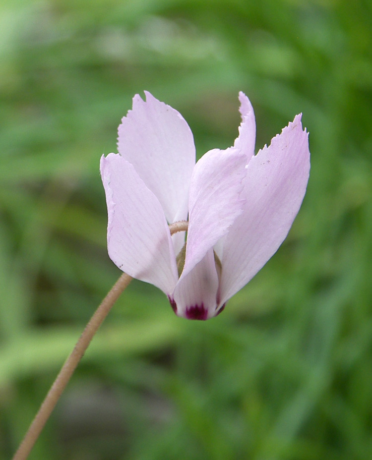 Image of Cyclamen mirabile specimen.